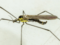 Ellipteroides lateralis